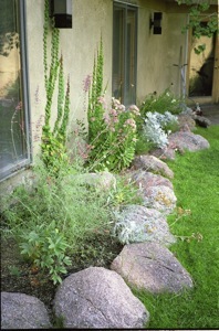 Rock Garden in Sandia Heights Albuquerque